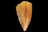 Serrated, Raptor Tooth - Real Dinosaur Tooth #176209-1